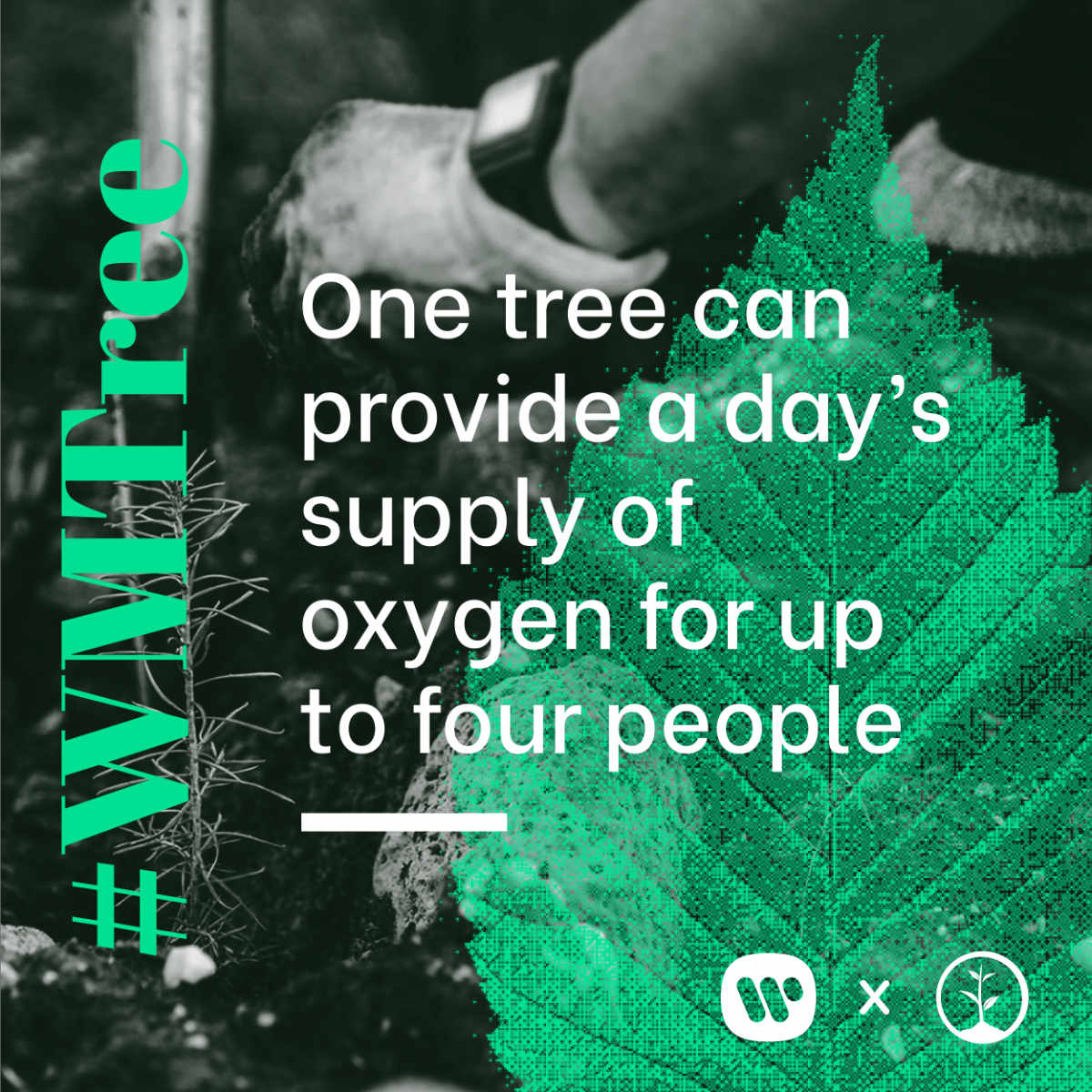 One tree can provide a day's supply of oxygen for up to four people