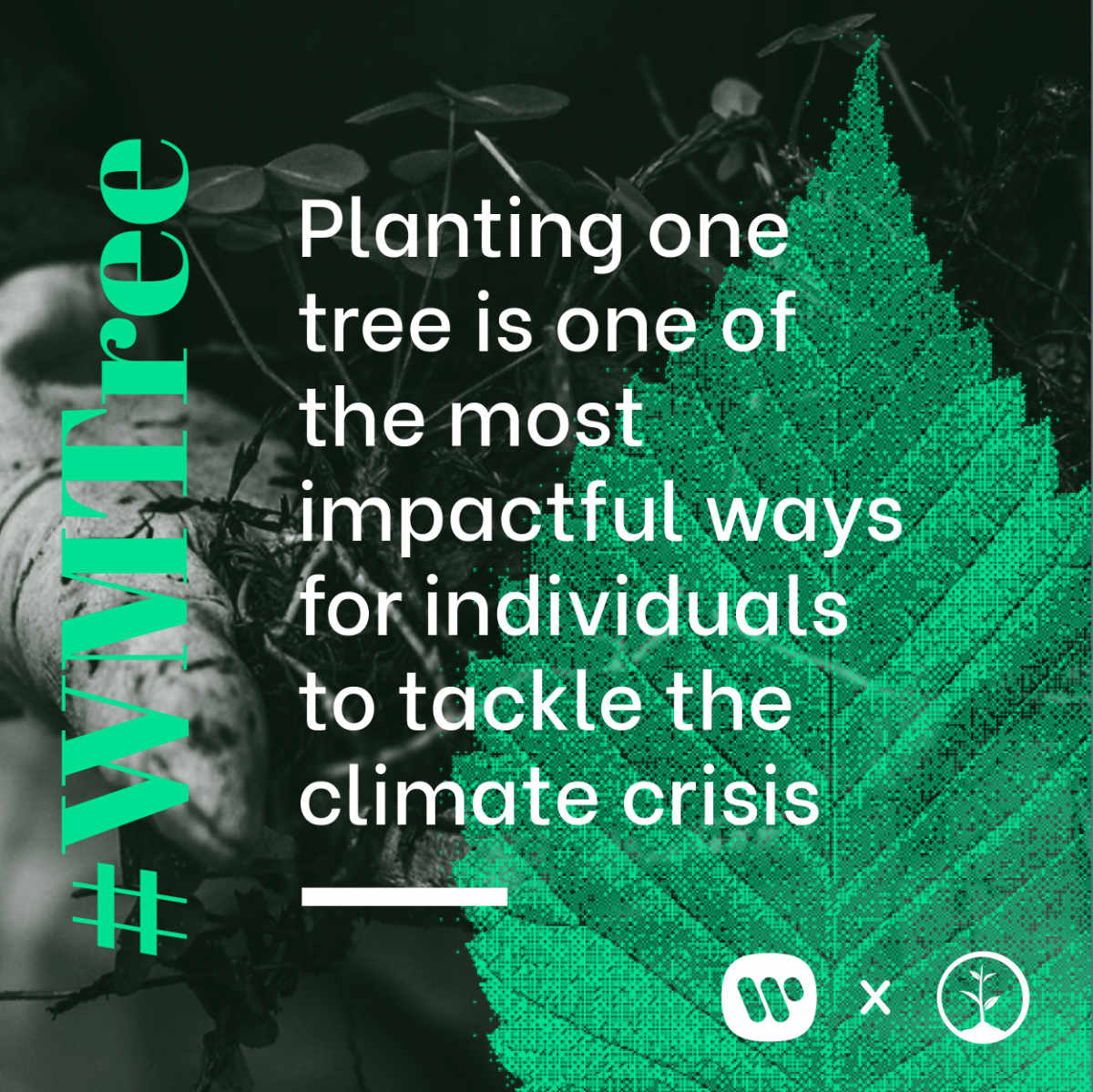 Planting one tree is one of the most impactful ways for individuals to tackle the climate crisis
