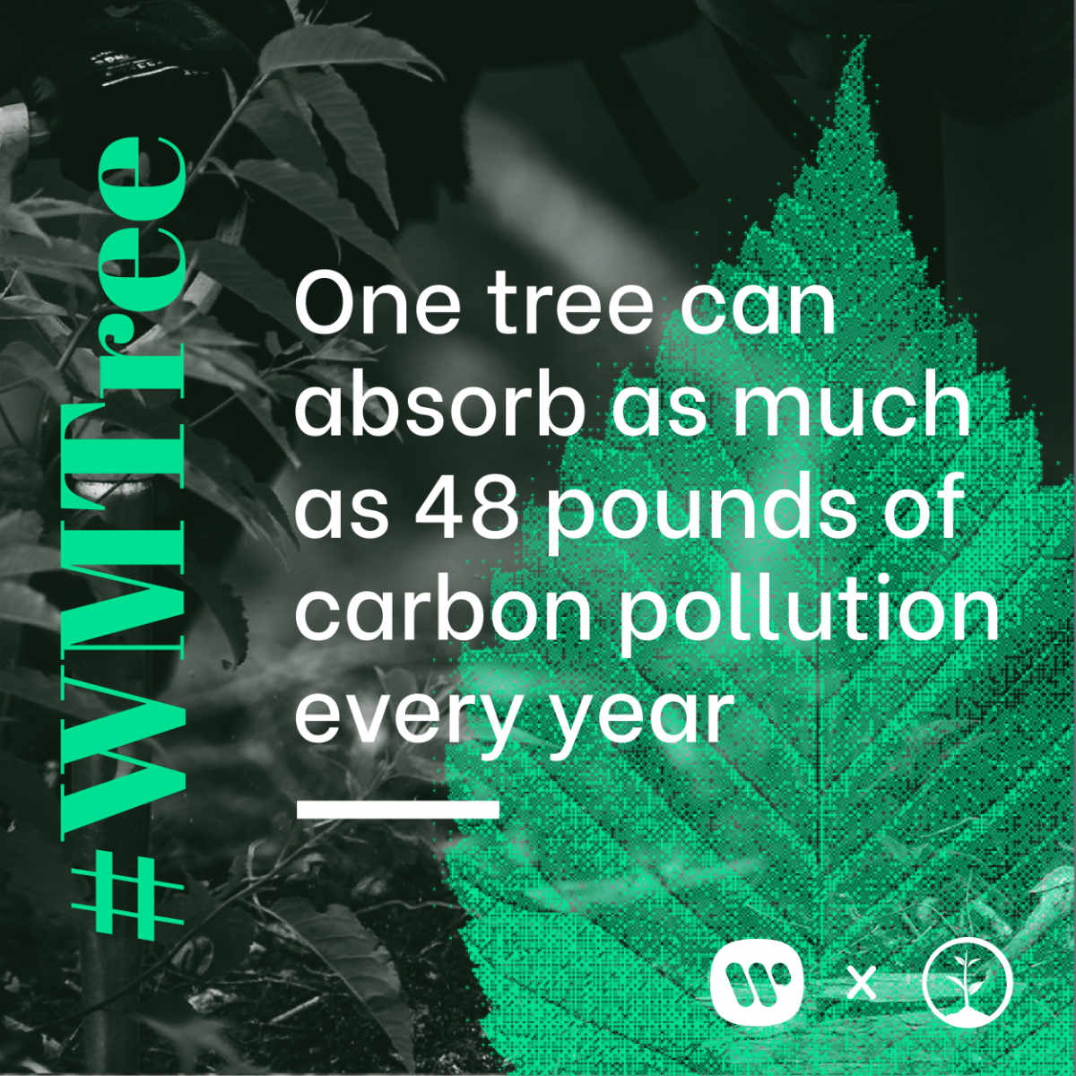 One tree can absorb as much as 48 pounds of carbon pollution every year